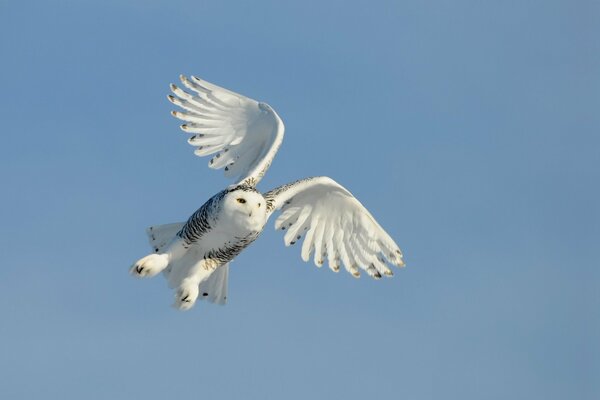 Vol libre de hibou dans le ciel