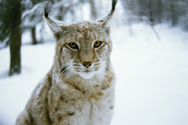 Fluffy lynx in the winter forest