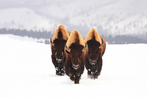 Tres bisontes corriendo por la nieve