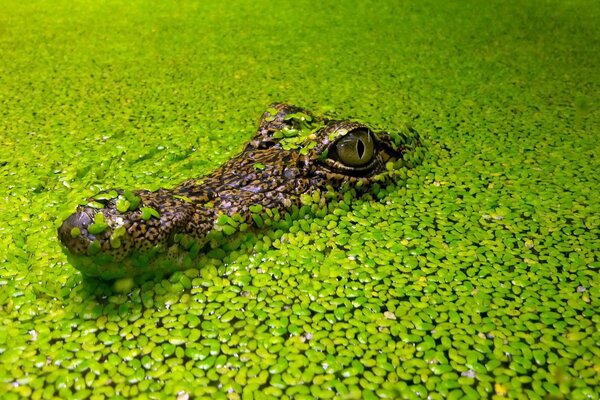 Cabeza de cocodrilo entre algas lentejas