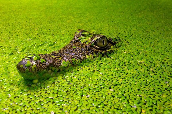 Голова крокодила среди водорослей ряски