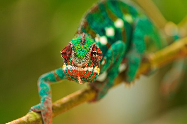 Multicolored chameleon sleeps on a branch