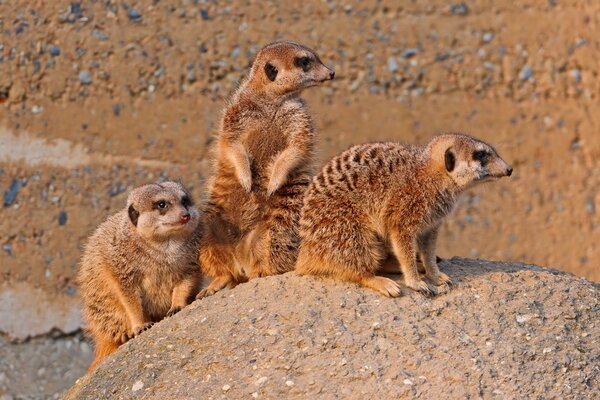 The meerkat family on the stone