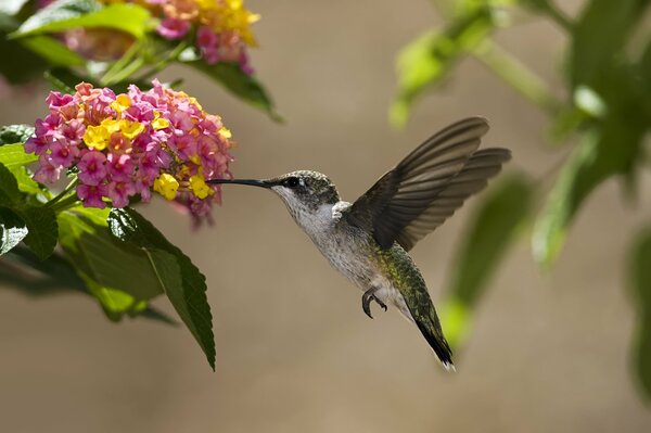 Un colibrì beve nettare. il colibrì verde mangia