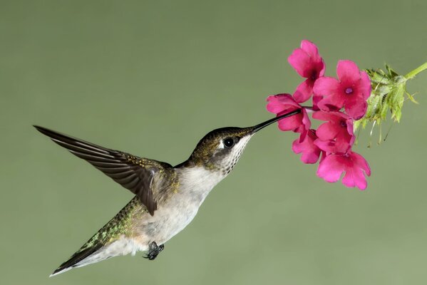 Colibrì che beve il nettare dal fiore rosa