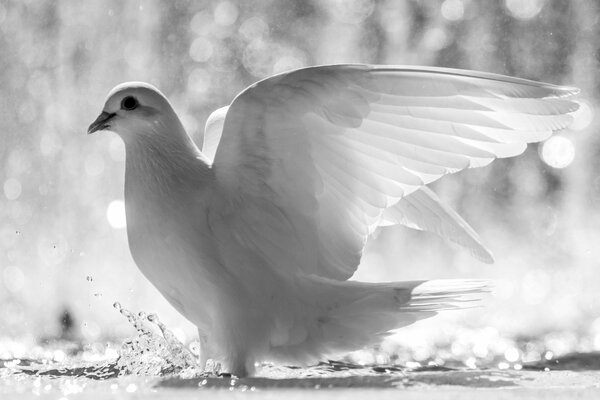 Eine weiße Taube steht im Wasser