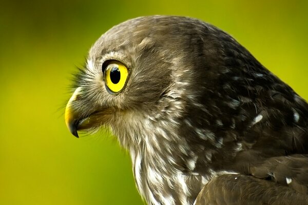 Bel Falco su sfondo verde