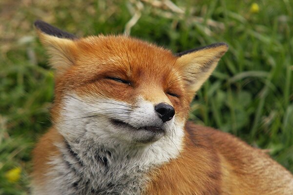 Ein zufriedener Fuchs in der Natur