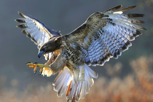 A falcon with outstretched wings