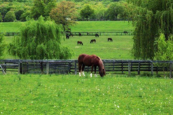 Pferd auf Weide Hintergrund