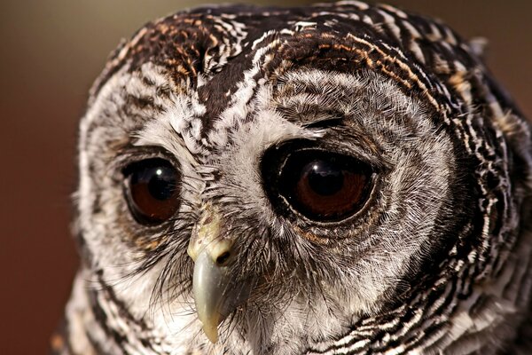 Tristes yeux de hibou