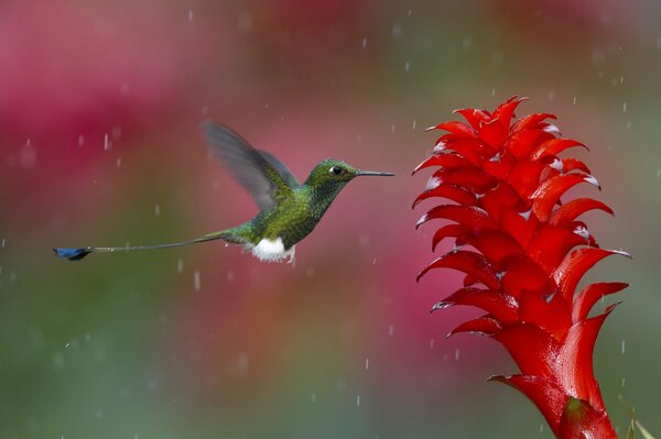 Hummingbird inhales pollen in nature under the rain