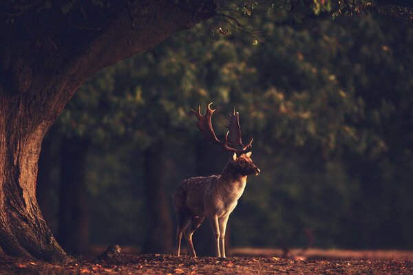 Hirsche mit großen Hörnern im Wald