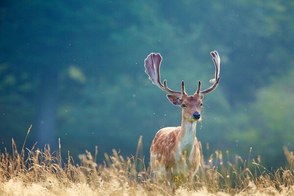 An important deer with big horns walks on the grass