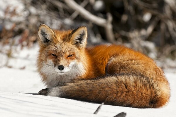 The fox squints his eyes. Cold winter