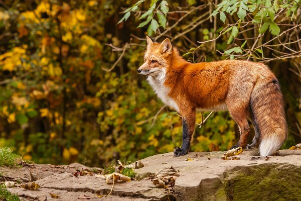 A red fox stands in the autumn forest