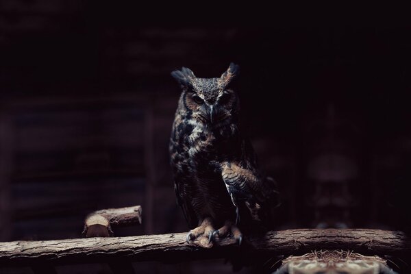 A formidable owl in the twilight