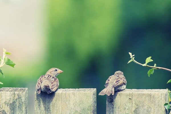 Two sparrows on the fence. small birds