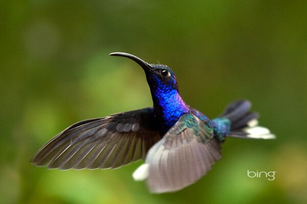 Vuelo de un pájaro colibrí sobre un fondo verde