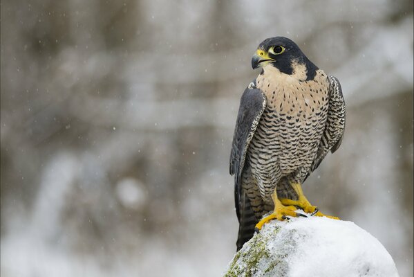 The falcon is sitting on a rock covered with snow