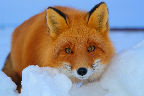Weeping fox in winter in the snow