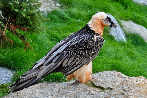 A beautiful bird. eagle. a bird of prey. a bird on a stone