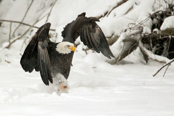 Riesiger Raubvogel im Schnee