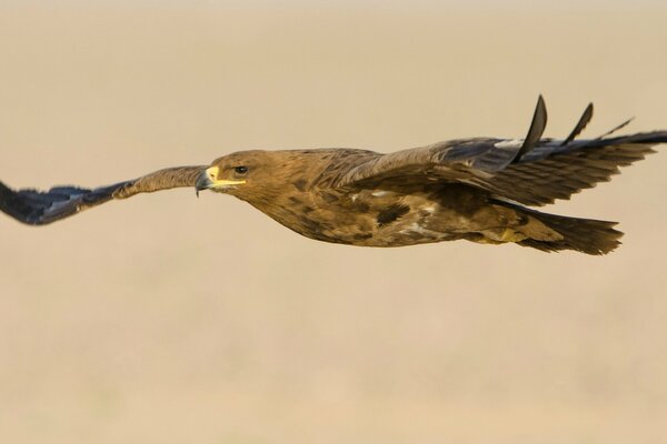 Fliegender Greifvogel