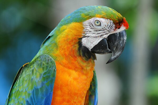 Guacamayo loro con plumas brillantes