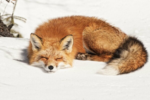 A fox sleeps on a winter blanket