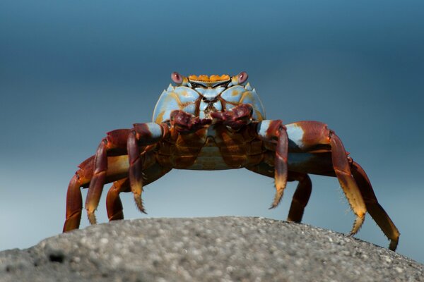 Cute crab on the turquoise shore