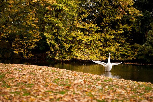 Ein weißer Schwan am Teich schwingt seine Flügel