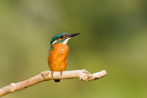 Heller Eisvogel auf einem Ast