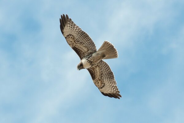 Der Falke fliegt in den blauen Himmel