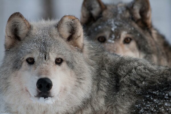 Lobo. La mirada depredadora de los sanitarios del bosque