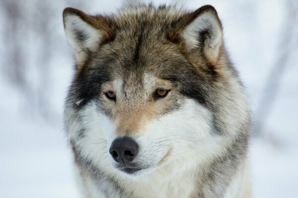 The look of a wolf in the winter forest