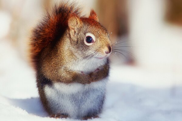 A squirrel in a beautiful fur coat warms its paws in winter
