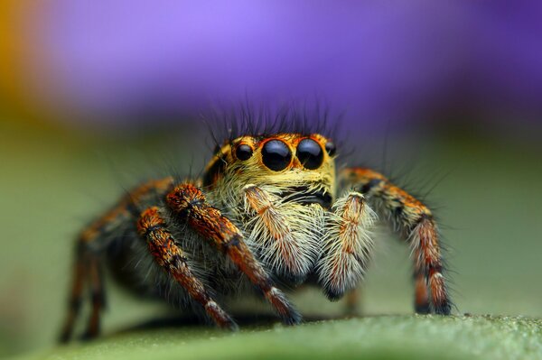 Makroaufnahme einer großen Spinne von vorne