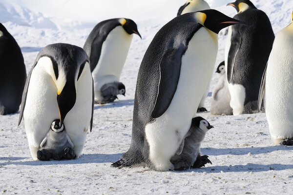 Manchots impériaux avec de petits pingouins