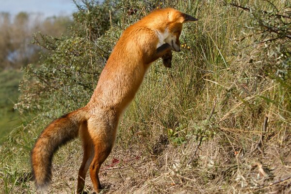 El zorro está de pie sobre sus patas traseras