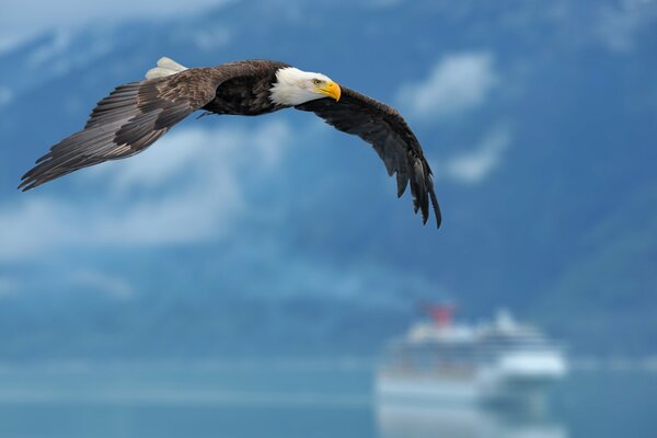 Ein schöner Adler fliegt über die schöne Aussicht