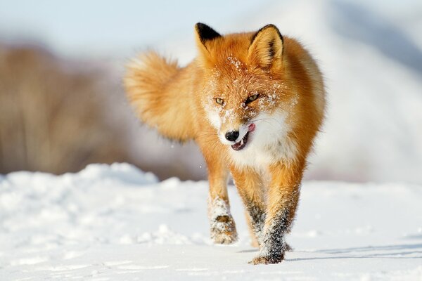 A red fox walks in the snow