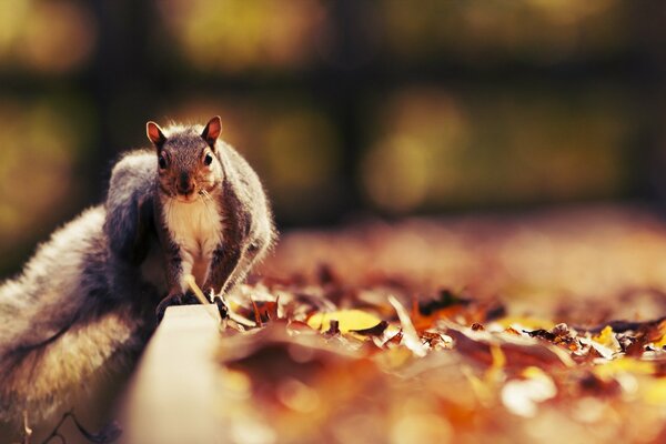 Photo of squirrels on the autumn foliage