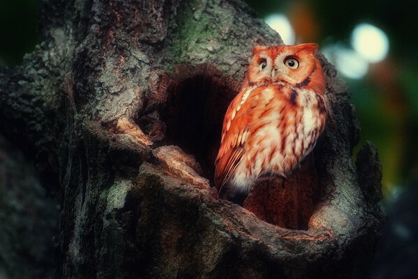 Búho cerca del hueco. En el árbol