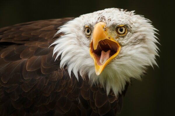 Der Vogel. Raubvogel. Adler. Weißkopfadler