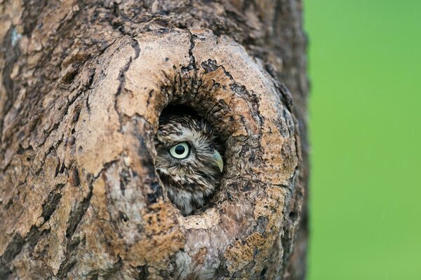 Gufo seduto in un albero cavo