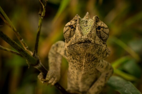 Caméléon assis sur une branche verte