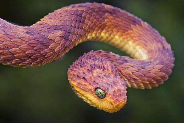 The two-wheeled viper is ready to throw