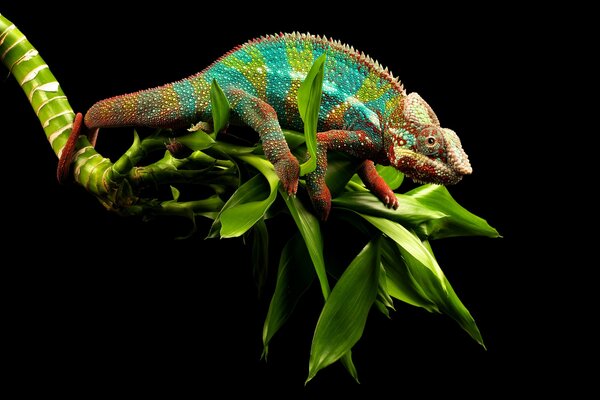 A chameleon on a black background sits on a branch