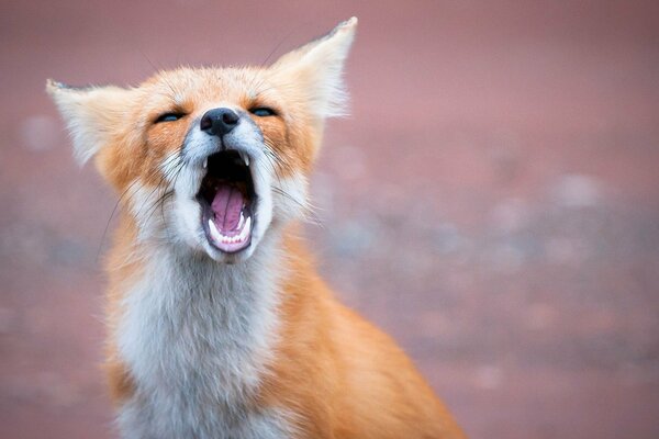 The red fox yawns, mouth wide open